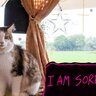 愛猫のご機嫌を損ねてしまった！上手に『ごめんね』を伝えるための5つの方法