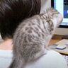 子猫を肩に乗せたまま仕事をする飼い主さん　ジャマかわいいくてうらやましい
