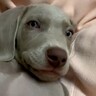 飼い主の隣で寝転がるのが好きな赤ちゃん犬→１年後…大きく成長した『衝撃の現在』が122万再生「もはや宇宙人」「無防備すぎてｗ」と絶賛
