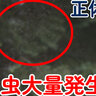 「服につきまくり…」札幌に謎の虫が大発生！雪虫なのか、そうじゃないのか　専門家が教えてくれました！