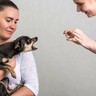 犬の目を見つめてはいけない『2つの理由』視線を合わせ続けると起こる愛犬への悪影響とは？