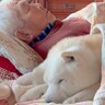 おじいちゃんと老犬の『特別な空間』…宝物のような『尊すぎる日常』に3万再生の反響「以心伝心してる」「なんて愛おしい光景なの」と絶賛