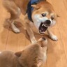 生後77日の赤ちゃん犬がパパ犬と『親子喧嘩』をした結果…個性が爆発している『まさかの展開』が35万再生「爆笑したｗｗ」「最高」と大絶賛