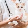 猫が『捻挫』をしているときの4つの兆候と対処法　ケガから守るための予防策も