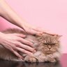 実は猫を悩ませている『飼い主のダメな行動』4選　心当たりがあったら改善を！