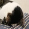 ナゾかわいい「猫のごめん寝」4つの理由　顔がずっぷりクッションに…苦しくはないの？