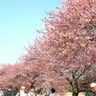 【八千代市】新川に河津桜の春が来た！「八千代新川千本桜まつり2024」3月2日（土）・3日（日）開催