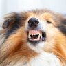 愛犬が家では噛まないのに他人には噛む！しつけの方法を考える前に理由を知ることが大切