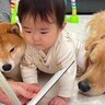 赤ちゃんのために『絵本の読み聞かせ』をしようとしたら、犬が…まさかの『誰よりも真剣に聞き入る光景』が30万再生「可愛い」「密度高いｗ」