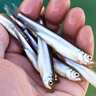 「デカサギ」で有名な西湖でのボートワカサギ釣りで186尾【山梨】当歳魚サイズが中心