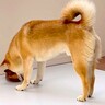 犬が『ひんやりマット』を使ってくれない…飼い主の努力と『まさかの結末』が面白すぎると339万再生「あるあるｗ」「冷めた目で見てるの草」