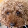 すぐにブチギレる『激怒症候群の犬』→家族全員で努力した結果…４年後、信じられない『現在の光景』が泣けると64万再生「感動」「愛感じる」