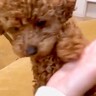 子犬に『おて』を習得させたはずが…「落ち着いてｗｗ」「一生懸命だから合格」絶妙に違う『可愛い失敗をする光景』に8万再生の反響