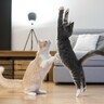 猫の体に優しい『床材』3選　畳、フローリング、カーペット…どれが猫の足には負担が少ない？