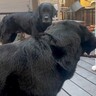 １本の棒を取り合う２匹の大型犬→人間の兄弟のような『可愛すぎるケンカ』が話題に「子供と同じ」「もうほんと可愛いｗ」の声