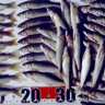 鶴川のアユ釣り解禁初日に18.2cm含む62尾を手中【山梨】昨年より型良好で幸先よし