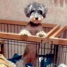 パパが家に帰ってくると、ケージに入っている犬が…完全に確信犯な『まさかの詐欺行為』が12万再生「何度でも帰宅したくなる可愛さ」と悶絶