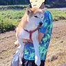 娘に対するプライドがチラッとみえた柴犬タロさんのお散歩