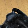 『ダラダラしすぎ』くつろいでいる黒猫を見てみたら…『衝撃の寝相』に爆笑する人続出「幸せの象徴ｗ」「ファスナー見え見えｗ」と42万表示