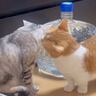 妊娠してイライラの妻猫→夫猫がとった行動に…『素敵すぎる夫婦愛』が話題となり285万再生「理想の旦那さん」「感動しました」と称賛の声
