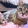 新入り赤ちゃん猫をかわいがる先住猫→愛がエスカレートしてしまい…まさかの『子猫の神対応』が23万再生「優しすぎる世界」「心が洗われた」