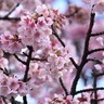 早咲き桜の名所　県が開花情報を公開　河津桜よりも早い　“日本最速の桜”は1月が見頃