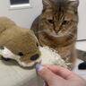猫が『ライバル視しているぬいぐるみ』におやつを分けたら…爆笑必至の『まさかの行動』が13万再生「可愛すぎるw」「やめてあげてw」
