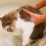 『長毛猫は水を恐れない』と聞いて"初めてお風呂"に入れてみたら…驚きの検証結果が1万2000再生「かわゆす」「スレンダーｗ」の声