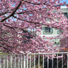 横浜市港南区の平戸永谷川沿い　河津桜