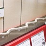 県立生命の星・地球博物館　「ヘビ」な生き物を展示　１月26日まで開催