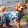 『服を嫌がる犬』の特徴5選　慣れるための練習方法や苦手意識を克服するためにできることまで