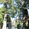 【糸島・雷山】樹齢1000年を越える大きなご神木が魅力的な「雷神社」