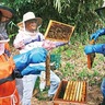 公園産はちみつはいかが