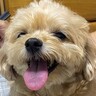おじいちゃんが『いる時』と『いない時』の犬を比較→想定以上に『別犬のようになる光景』が166万表示「不在時は充電中」「いる時可愛すぎｗ」