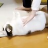 『もはやパン生地』男の子にコロコロ転がされる猫…可愛すぎる『おねだり姿』に悶絶「こねられた後にキメ顔」「幸せそうなのがたまらん…」