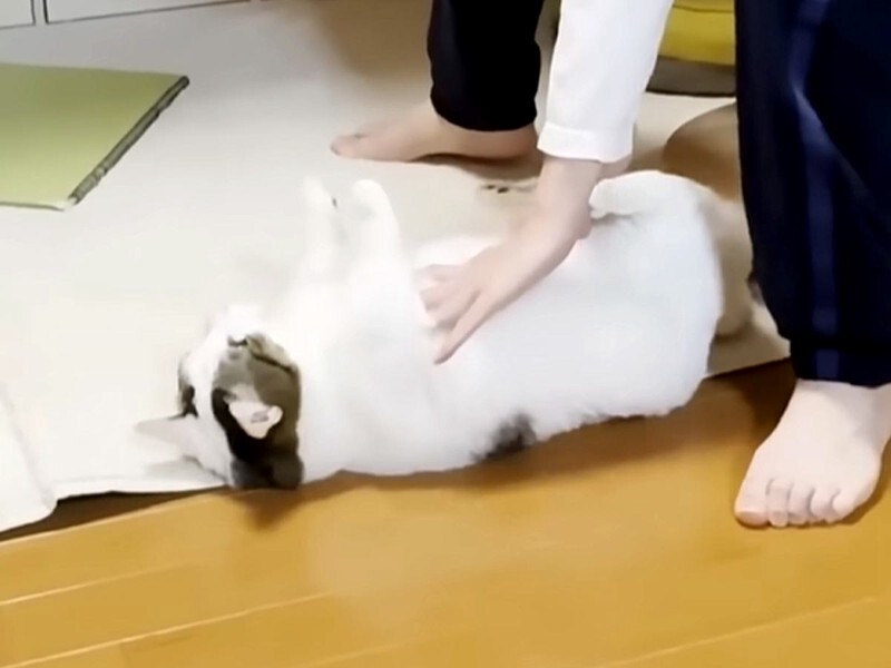 もはやパン生地』男の子にコロコロ転がされる猫…可愛すぎる