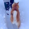 大雪の日、散歩中に『前を歩きたい』と文句を言っていた犬が…『想定外の結末』が可愛すぎると97万再生「期待裏切らないｗ」「行きはヨイヨイ」