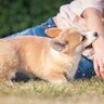 子犬がやりかねない『危ない行為』4つ　命に関わる可能性も…知っておくべき対処法まで