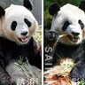 【白浜／アドベンチャーワールド】パンダの帰国日が2025年6月28日（土）に決定