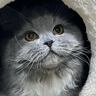 『怖くて泣いた』ハウスの中にいる猫をAIで擬人化したら…想定と違いすぎる衝撃の姿が625万表示「トラウマレベルｗ」「都市伝説系ｗ」