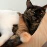 姉猫とどうしても『一緒に寝たい猫』が……『とんでもない体勢』で寄り添う姿に爆笑「猫の寝方ではないｗ」「一緒が良かったんだね」の声