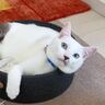 『どうして…』余裕を持ってベッドに座れていた猫が、4年後…想像以上に成長した『現在の様子』に反響続々「育ったねｗ」「貫禄ある」