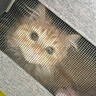 猫のお腹あたりに『しこり』を発見→病院に連れて行ったら…まさかの"診断結果"が1000万表示「予想外すぎるｗ」「全員かわいい」