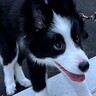 散歩デビューをした子犬→数日後に…想定よりも早い『まさかの成長』を見せる光景が130万表示「まだ2周いける面構えｗ」「さすが賢い」と絶賛