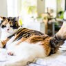 猫を呼んだとき『しっぽで応える』理由3選　しっぽの動かし方でキモチが違う？