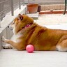 隣家の子どもと『遊ぶ約束』をした犬→毎日待ち続けて…あまりにも『尊い光景』が108万再生　もはや不審者ばりの姿にほっこりが止まらない