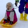 スキー場で遊び疲れたら、大型犬が…思っていたのと違う『犬ぞりをする光景』が面白すぎると129万再生「シュールで草」「顔が最高ｗ」と絶賛