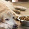 犬が『ご飯を食べようとしない』4つの理由　考えられる原因から注意すべき症状まで解説