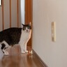 猫が『追いかけられると逃げる』ときのキモチ3選　どうしても捕まえたいときはどうすれば？