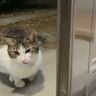 連日家の前に現れるようになった猫→野良なのか分からず『手紙をつけてみた』結果…驚きの展開が980万表示「伝書猫」「なんて素敵」